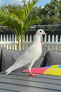 beautiful dove